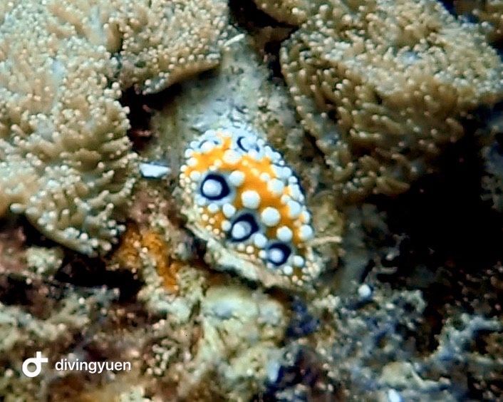 Diving Yuen 潛水源 - PECA 特約商店照片 2