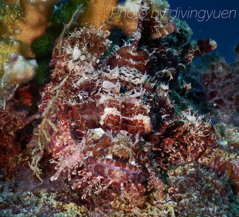 Diving Yuen 潛水源 - PECA 特約商店照片 3