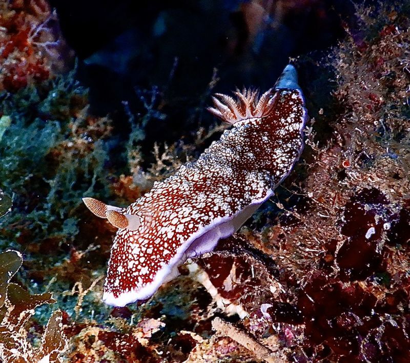 Diving Yuen 潛水源 - PECA 特約商店照片 4